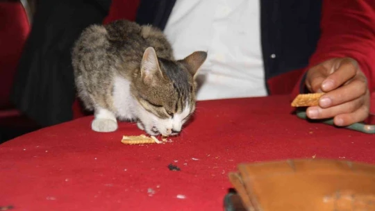 Kedi kahvehanenin maskotu oldu