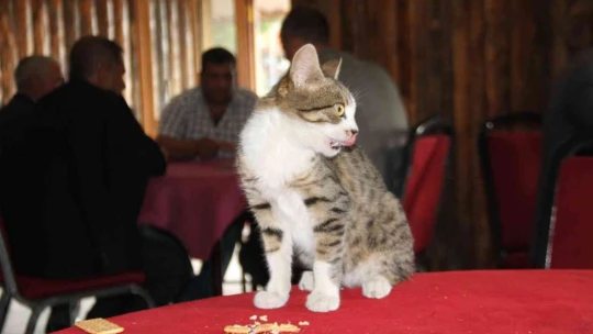 Kedi kahvehanenin maskotu oldu