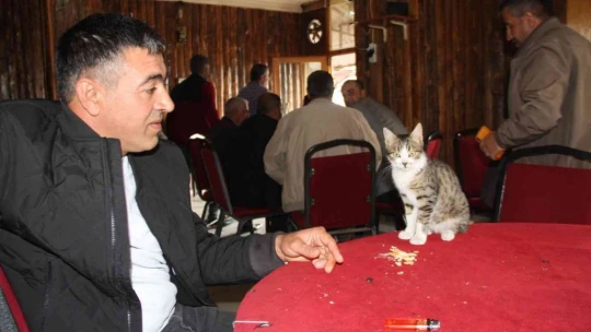 Kedi kahvehanenin maskotu oldu