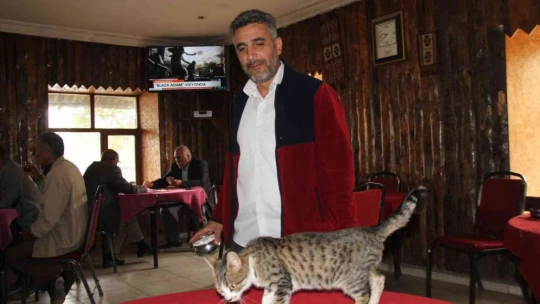 Kedi kahvehanenin maskotu oldu