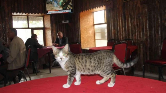 Kedi kahvehanenin maskotu oldu