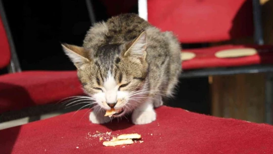 Kedi kahvehanenin maskotu oldu