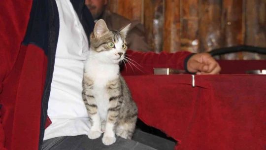 Kedi kahvehanenin maskotu oldu