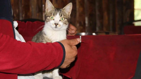 Kedi kahvehanenin maskotu oldu