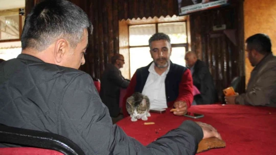 Kedi kahvehanenin maskotu oldu