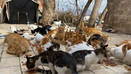 Kedilere adanan bir ömür: Nuriye Teyze, 70 kediye annelik yapıyor