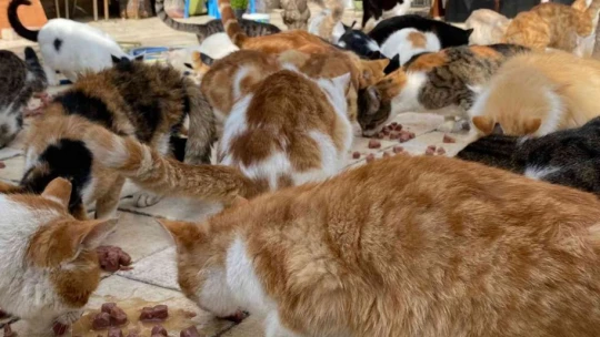 Kedilere adanan bir ömür: Nuriye Teyze, 70 kediye annelik yapıyor