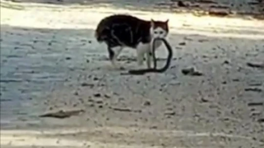 Kedilerin yılanla mücadelesi