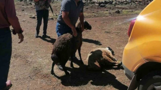 Kesime giderken kaçan kurbanlık koyunları jandarma buldu