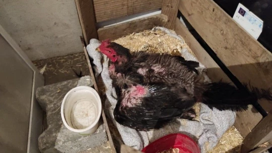 Kesmek için aldığı horoz kuluçkaya yattı, görenler gözlerine inanamadı