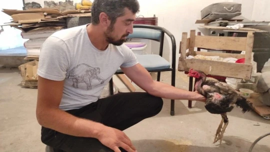 Kesmek için aldığı horoz kuluçkaya yattı, görenler gözlerine inanamadı