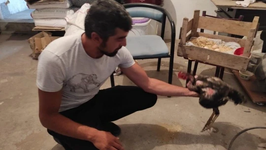 Kesmek için aldığı horoz kuluçkaya yattı, görenler gözlerine inanamadı