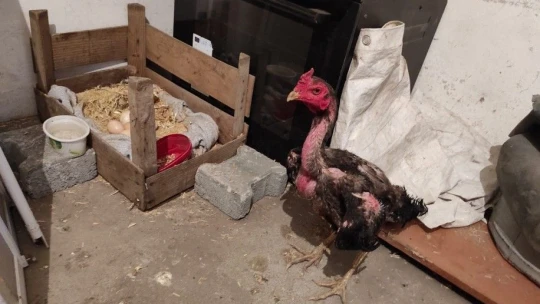 Kesmek için aldığı horoz kuluçkaya yattı, görenler gözlerine inanamadı