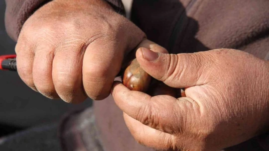 Kestaneye talep arttı