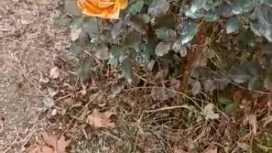 Kış ortasında güller açtı, vatandaşlar şaşırdı