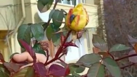 Kış ortasında güller açtı, vatandaşlar şaşırdı