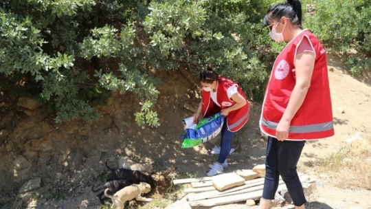 Kısıtlamada sokak hayvanlarına mama ve su desteği