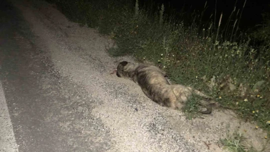 Köpeğe çarpan kamyonet şarampole uçtu: 4 yaralı