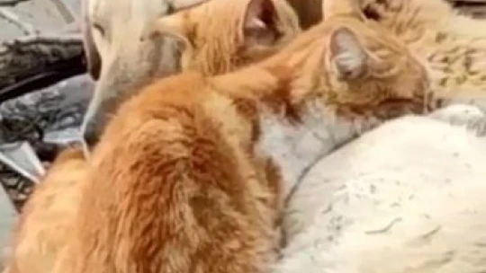 Köpek ve Kedilerin kalpleri ısıtan dostluğu