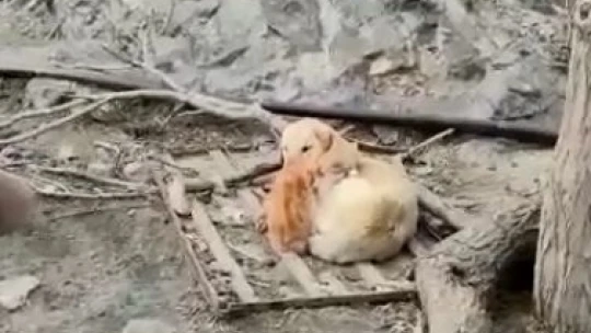 Köpek ve Kedilerin kalpleri ısıtan dostluğu