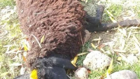 Köpeklerin saldırısına uğrayan 3 koyun telef oldu