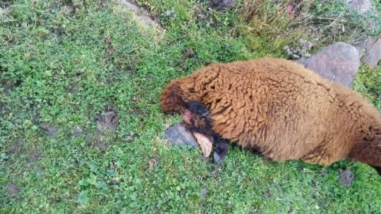 Köpeklerin saldırısına uğrayan 2 koyun telef oldu