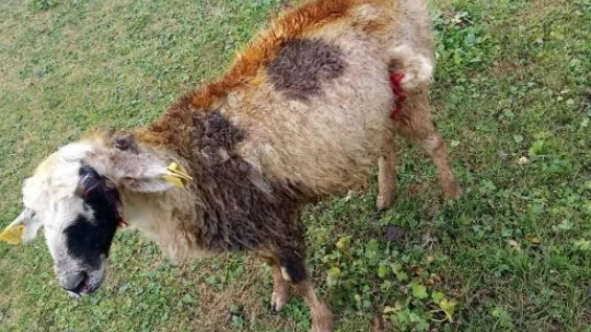 Köpeklerin saldırısına uğrayan 2 koyun telef oldu
