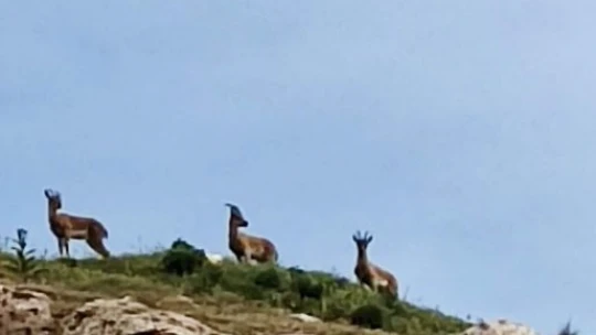 Koruma altındaki dağ keçileri Harput'ta görüntülendi