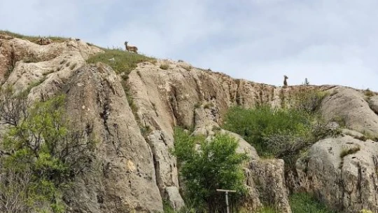 Koruma altındaki dağ keçileri Harput'ta görüntülendi