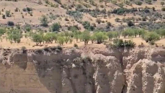 Koruma altındaki dağ keçileri sürü halinde görüntülendi