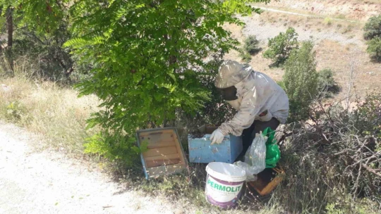 Kovanı terk eden arılar yol kenarında bulundu