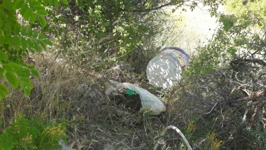 Kovanı terk eden arılar yol kenarında bulundu