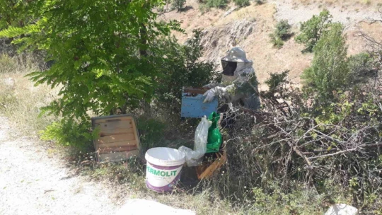 Kovanı terk eden arılar yol kenarında bulundu