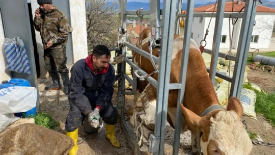 Köy köy gezerek ineklere pedikür yapıyorlar