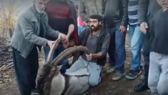 Köye inen dağ keçisi zarar görmesin diye saatlerce nöbet tuttular