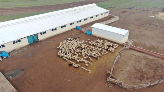Köye yerleşen 3 çocuk annesi kadın devletten aldığı destekle çiftlik kurdu