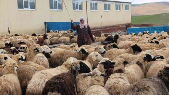 Köye yerleşen 3 çocuk annesi kadın devletten aldığı destekle çiftlik kurdu