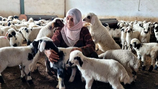 Köye yerleşen 3 çocuk annesi kadın devletten aldığı destekle çiftlik kurdu