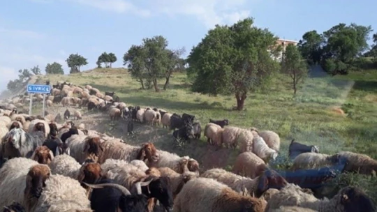 Kulp'ta göçerlerin zorlu yayla yolculuğu