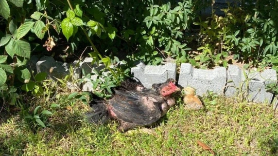 Kuluçkaya yatan horoz civcivlere annelik yapıyor