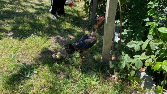 Kuluçkaya yatan horoz civcivlere annelik yapıyor