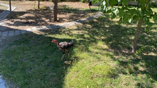 Kuluçkaya yatan horoz civcivlere annelik yapıyor