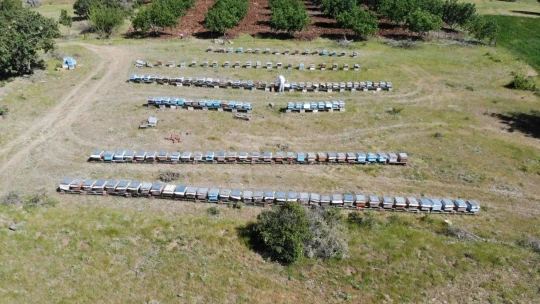 Kuraklık ve toz taşınımı arıcıları vurdu