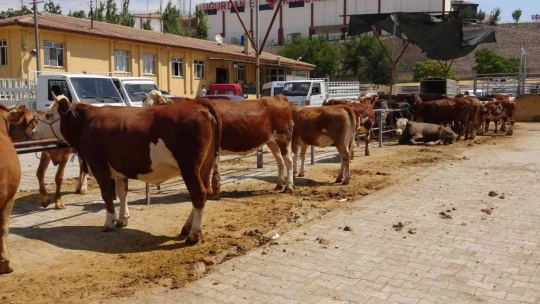 Kurban pazarında pazarlıklar kızıştı