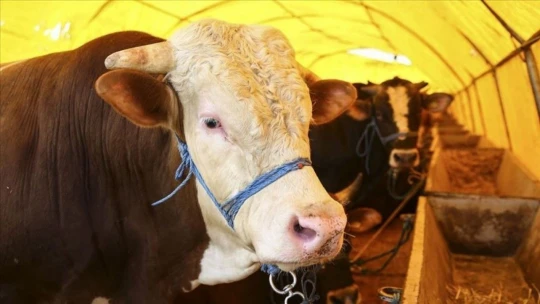Kurban satış ve kesim yerlerinde alınacak tedbirler açıklandı