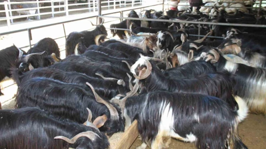 Kurbanlık satıcıları dört gözle arife ve bayramı bekliyor