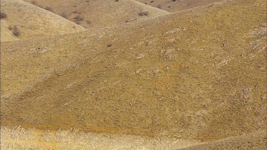 Kurt sürüsünün içerisinde çoban köpeklerini görenler şaşırdı