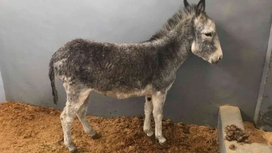 Saldırıya Uğrayan Sıpa Fırat Üniversite Hastanesinin Maskotu Oldu