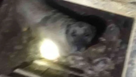 Kuyuya düşen köpek ve yavrusunu itfaiye ekipleri kurtardı