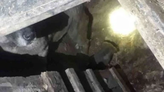 Kuyuya düşen köpek ve yavrusunu itfaiye ekipleri kurtardı